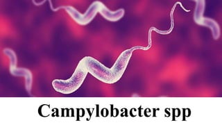 Campylobacter spp
 