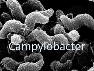 Campylobacter 
 
