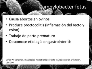 Campylobacter fetus 
• Causa abortos en ovinos 
• Produce proctocolitis (inflamación del recto y 
colon) 
• Trabajo de parto prematuro 
• Desconoce etiología en gastrointeritis 
Elmer W. Koneman. Diagnóstico microbiológico Texto y Atlas en color. 6° Edición. 
USA:200 
 