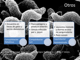 Otros 
• Encuentra en 
heces de gatos y 
perros domésticos 
Campylobacter 
Helveticus 
• Poco patógeno y 
produce enteritis 
• Simula infección 
por c. jejuni 
Campylobacter 
Lari 
• Leucemia mieloide 
y diarrea acuosa 
no sanguinolenta 
• Poco común 
Capylobacter 
Hyointestinalis 
Elmer W. Koneman. Diagnóstico microbiológico Texto y Atlas en color. 6° Edición. 
USA:200 
 