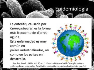 Epidemiologia 
La enteritis, causada por 
Campylobacter, es la forma 
más frecuente de diarrea 
aguda. 
Esta enfermedad es muy 
común en 
países industrializados, así 
como en los países en 
desarrollo. 
Rev. Fac. Med. UNAM vol. 50 no. 1 Enero – Febrero 2007 Campylobacter y 
enfermedades asociadas. Estrella Cervantes García, Alejandro Cravioto pag. 31 
 