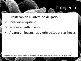 Patogenia 
1. Proliferan en el intestino delgado 
2. Invaden el epitelio 
3. Producen inflamación 
4. Aparecen leucocitos y eritrocitos en las heces 
Jawetz. Microbiología Medica . 25ª edición. Editorial Mc Graw Hill. 2010. pag 240 
 