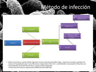 Método de infección 
Replicación 
Proteínas CADF 
Adhiere a las células del Huésped 
Fibronectina 
La integrina β1 activa tirosina quinasa 
(FAK). 
El flagelo también parecen jugar un 
papel. Si el flagelo participa por única 
Se fosforila de FAK y activa GEFs, 
DOCK180 y Tiam-1. 
motilidad bacteriana 
Se reordenan de microtúbulos 
localizados en el sitio 
de C. jejuni entrada, la absorción 
bacteriana. 
Activa Rac1. 
• Boehm, Krause-Grusz, czynska, Rohde, Tegtmeyer, Seiichiro, Oyarzaba and Steffen. Major. Host factors involved in epithelial cell 
invasion of Campylobacter jejuni: role of fibronectin, integrin beta1, FAK, Tiam-1, and DOCK180 in activating Rho GTPase Rac1, (en 
línea) Publicado: 12 de diciembre del 2011. consulta 1/oct/14. Disponible 
en:http://journal.frontiersin.org/Journal/10.3389/fcimb.2011.00017/full 
 