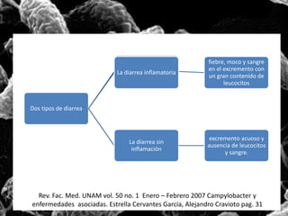 Dos tipos de diarrea 
fiebre, moco y sangre 
en el excremento con 
un gran contenido de 
leucocitos 
La diarrea inflamatoria 
La diarrea sin 
inflamación 
excremento acuoso y 
ausencia de leucocitos 
y sangre. 
Rev. Fac. Med. UNAM vol. 50 no. 1 Enero – Febrero 2007 Campylobacter y 
enfermedades asociadas. Estrella Cervantes García, Alejandro Cravioto pag. 31 
 