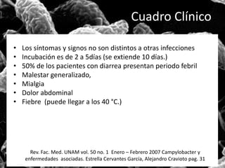 Cuadro Clínico 
• Los síntomas y signos no son distintos a otras infecciones 
• Incubación es de 2 a 5días (se extiende 10 días.) 
• 50% de los pacientes con diarrea presentan periodo febril 
• Malestar generalizado, 
• Mialgia 
• Dolor abdominal 
• Fiebre (puede llegar a los 40 °C.) 
Rev. Fac. Med. UNAM vol. 50 no. 1 Enero – Febrero 2007 Campylobacter y 
enfermedades asociadas. Estrella Cervantes García, Alejandro Cravioto pag. 31 
 