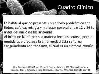 Cuadro Clínico 
Es habitual que se presente un periodo prodrómico con 
fiebre, cefalea, mialgia y malestar general entre 12 y 24 h, 
antes del inicio de los síntomas. 
Al inicio de la infección la materia fecal es acuosa, pero a 
medida que progresa la enfermedad ésta se torna 
sanguinolenta con tenesmo, el cual es un síntoma común 
Rev. Fac. Med. UNAM vol. 50 no. 1 Enero – Febrero 2007 Campylobacter y 
enfermedades asociadas. Estrella Cervantes García, Alejandro Cravioto pag. 31 
 