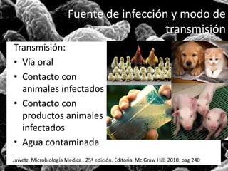 Fuente de infección y modo de 
transmisión 
Transmisión: 
• Vía oral 
• Contacto con 
animales infectados 
• Contacto con 
productos animales 
infectados 
• Agua contaminada 
Jawetz. Microbiología Medica . 25ª edición. Editorial Mc Graw Hill. 2010. pag 240 
 