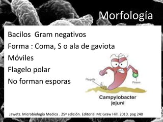 Morfología 
• Bacilos Gram negativos 
• Forma : Coma, S o ala de gaviota 
• Móviles 
• Flagelo polar 
• No forman esporas 
Jawetz. Microbiología Medica . 25ª edición. Editorial Mc Graw Hill. 2010. pag 240 
 