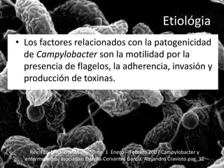Etiológia 
• Los factores relacionados con la patogenicidad 
de Campylobacter son la motilidad por la 
presencia de flagelos, la adherencia, invasión y 
producción de toxinas. 
Rev. Fac. Med. UNAM vol. 50 no. 1 Enero – Febrero 2007 Campylobacter y 
enfermedades asociadas. Estrella Cervantes García, Alejandro Cravioto pag. 31 
 