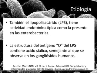 Etiología 
• También el lipopolisacárido (LPS), tiene 
actividad endotóxica típica como la presente 
en las enterobacterias. 
• La estructura del antígeno “O” del LPS 
contiene ácido siálico, semejante al que se 
observa en los gangliósidos humanos. 
Rev. Fac. Med. UNAM vol. 50 no. 1 Enero – Febrero 2007 Campylobacter y 
enfermedades asociadas. Estrella Cervantes García, Alejandro Cravioto pag. 31 
 