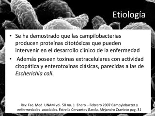 Etiología 
• Se ha demostrado que las campilobacterias 
producen proteínas citotóxicas que pueden 
intervenir en el desarrollo clínico de la enfermedad 
• Además poseen toxinas extracelulares con actividad 
citopática y enterotoxinas clásicas, parecidas a las de 
Escherichia coli. 
Rev. Fac. Med. UNAM vol. 50 no. 1 Enero – Febrero 2007 Campylobacter y 
enfermedades asociadas. Estrella Cervantes García, Alejandro Cravioto pag. 31 
 
