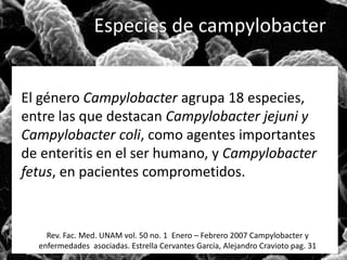 Especies de campylobacter 
El género Campylobacter agrupa 18 especies, 
entre las que destacan Campylobacter jejuni y 
Campylobacter coli, como agentes importantes 
de enteritis en el ser humano, y Campylobacter 
fetus, en pacientes comprometidos. 
Rev. Fac. Med. UNAM vol. 50 no. 1 Enero – Febrero 2007 Campylobacter y 
enfermedades asociadas. Estrella Cervantes García, Alejandro Cravioto pag. 31 
 