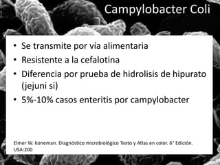 Campylobacter Coli 
• Se transmite por vía alimentaria 
• Resistente a la cefalotina 
• Diferencia por prueba de hidrolisis de hipurato 
(jejuni si) 
• 5%-10% casos enteritis por campylobacter 
Elmer W. Koneman. Diagnóstico microbiológico Texto y Atlas en color. 6° Edición. 
USA:200 
 