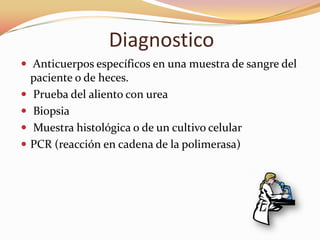 Diagnostico
 Anticuerpos específicos en una muestra de sangre del
    paciente o de heces.
   Prueba del aliento con urea
   Biopsia
   Muestra histológica o de un cultivo celular
   PCR (reacción en cadena de la polimerasa)
 
