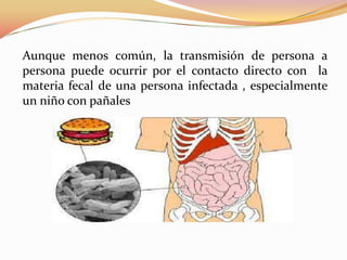 Aunque menos común, la transmisión de persona a
persona puede ocurrir por el contacto directo con la
materia fecal de una persona infectada , especialmente
un niño con pañales
 