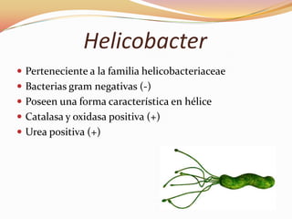 Helicobacter
 Perteneciente a la familia helicobacteriaceae
 Bacterias gram negativas (-)
 Poseen una forma característica en hélice
 Catalasa y oxidasa positiva (+)
 Urea positiva (+)
 