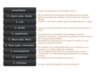 Campylobacter
C. jejuni subs. doylei
C. coli
C. laridis
C. upsaliensis
C. fetus subs. fetus
C. fetus subs. venerealis
C. hyointestinal
C. sputorum
C. concisus
• Causa importante de la diarrea del viajero.
• Se ha identificado únicamente de biopsias de la mucosa
gástrica de pacientes adultos y de las heces de niños con
diarrea.
• Tienden a ser menos graves que las producidas por C. jejuni
• Causa en humanos enteritis que simula una infección por C.
jejuni
• Actualmente es reconocido como patógeno humano
productor de diarrea y bacteriemia, personas sanas como en
las inmunocomprometidas.
• Raramente se encuentra en el intestino humano y no es
causa de enteritis humana.
• Se presenta muy infrecuentemente como infección en el
humano, se a relacionado con el aborto.
• Se ha asilado de las heces de humanos sanos y se ha
relacionado con enfermedad gastrointestinal con diarrea
acuosa.
• Es comensal de la cavidad oral humana
• Ha sido aislado de pacientes con periodontitis.
 