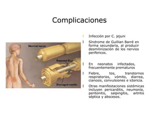 Complicaciones
🞅 Aborto espontáneo
🞅 Óbitos
🞅 Prematurez
🞅 Sepsis neonatal
🞅 Colecistitis
🞅 Infección de vías urinarias
🞅 Síndrome de Reiter
🞅 Meningitis
🞅 Infección por C. jejuni
🞅 Síndrome de Guillian Barré en
forma secundaria, al producir
desmilinización de los nervios
perifericos.
🞅 En neonatos infectados,
frecuentemente prematuros
🞅 Fiebre, tos, transtornos
respiratorios, vómito, diarrea,
cianosis, convulsiones e ictericia.
🞅 Otras manifestaciones sistémicas
incluyen pericarditis, neumonía,
peritonitis, salpingitis, artritis
séptica y abscesos.
 
