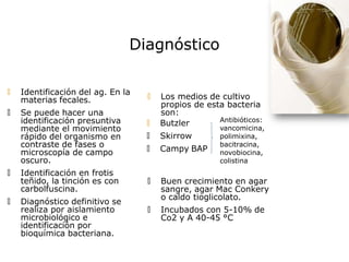 Diagnóstico
🞅 Identificación del ag. En la
materias fecales.
🞅 Se puede hacer una
identificación presuntiva
mediante el movimiento
rápido del organismo en
contraste de fases o
microscopía de campo
oscuro.
🞅 Identificación en frotis
teñido, la tinción es con
carbolfuscina.
🞅 Diagnóstico definitivo se
realiza por aislamiento
microbiológico e
identificación por
bioquímica bacteriana.
🞅 Butzler
🞅 Skirrow
🞅 Campy BAP
🞅 Los medios de cultivo
propios de esta bacteria
son:
Antibióticos:
vancomicina,
polimixina,
bacitracina,
novobiocina,
colistina
🞅 Buen crecimiento en agar
sangre, agar Mac Conkery
o caldo tioglicolato.
🞅 Incubados con 5-10% de
Co2 y A 40-45 °C
 
