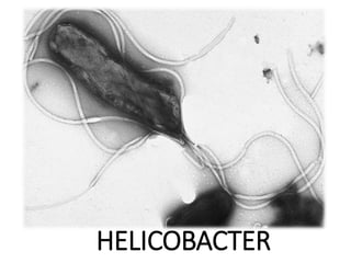 HELICOBACTER
 