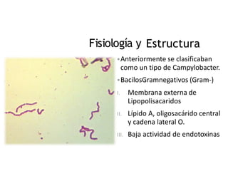 Fisiología y Estructura
Anteriormente se clasificaban
como un tipo de Campylobacter.
BacilosGramnegativos (Gram-)
I. Membrana externa de
Lipopolisacaridos
II. Lípido A, oligosacárido central
y cadena lateral O.
III. Baja actividad de endotoxinas
 