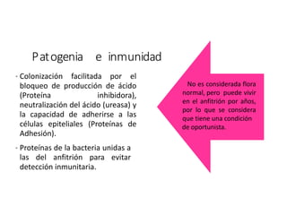 Patogenia e inmunidad
• Colonización facilitada por el
bloqueo de producción de ácido
(Proteína inhibidora),
neutralización del ácido (ureasa) y
la capacidad de adherirse a las
células epiteliales (Proteínas de
Adhesión).
• Proteínas de la bacteria unidas a
las del anfitrión para evitar
detección inmunitaria.
No es considerada flora
normal, pero puede vivir
en el anfitrión por años,
por lo que se considera
que tiene una condición
de oportunista.
 