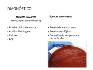 DIAGNÓSTICO
TÉCNICAS INVASIVAS
(endoscopia y toma de biopsia)
• Prueba rápida de ureasa
• Análisis histológico
• Cultivo
• PCR
TÉCNICAS NO INVASIVAS
• Prueba de aliento: urea
• Pruebas serológicas
• Detección de antígenos en
heces fecales
 