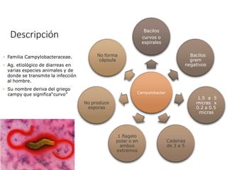 Descripción
Campylobacter
Bacilos
curvos o
espirales
Bacilos
gram
negativos
1.5 a 5
micras x
0.2 a 0.5
micras
Cadenas
de 3 a 5
1 flagelo
polar o en
ambos
extremos
No produce
esporas
No forma
cápsula
• Familia Campylobacteraceae.
• Ag. etiológico de diarreas en
varias especies animales y de
donde se transmite la infección
al hombre.
• Su nombre deriva del griego
campy que significa“curvo”
 