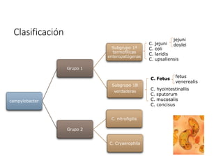Clasificación
campylobacter
Grupo 1
Subgrupo 1ª
termofílicas
enteropatógenas
Subgrupo 1B
verdaderas
Grupo 2
C. nitrofigilis
C. Cryaerophila
C. jejuni
C. coli
C. laridis
C. upsaliensis
C. Fetus
C. hyointestinallis
C. sputorum
C. mucosalis
C. concisus
jejuni
doylei
fetus
venerealis
 