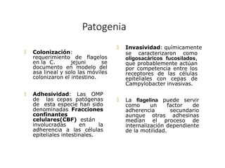 Patogenia
🞅 Colonización:
requerimiento de flagelos
en la C. jejuni se
documento en modelo del
asa lineal y solo las móviles
colonizaron el intestino.
🞅 Adhesividad: Las OMP
de las cepas patógenas
de esta especie han sido
denominadas Fracciones
confinantes
celulares(CBF) están
involucradas en la
adherencia a las células
epiteliales intestinales.
🞅 Invasividad: químicamente
se caracterizaron como
oligosacáricos fucosilados,
que probablemente actúan
por competencia entre los
receptores de las células
epiteliales con cepas de
Campylobacter invasivas.
🞅 La flagelina puede servir
como un factor de
adherencia secundario
aunque otras adhesinas
median el proceso de
internalización dependiente
de la motilidad.
Los mecanismos de patogenicidad de esta especie no se conocen con certeza.
 