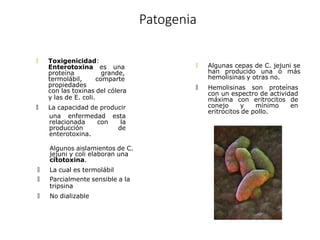 Patogenia
una enfermedad esta
relacionada con la
producción de
enterotoxina.
🞅 Algunas cepas de C. jejuni se
han producido una o más
hemolisinas y otras no.
🞅 Hemolisinas son proteínas
con un espectro de actividad
máxima con eritrocitos de
conejo y mínimo en
eritrocitos de pollo.
🞅 Toxigenicidad:
Enterotoxina es una
proteína grande,
termolábil, comparte
propiedades
con las toxinas del cólera
y las de E. coli.
🞅 La capacidad de producir
Algunos aislamientos de C.
jejuni y coli elaboran una
citotoxina.
🞅 La cual es termolábil
🞅 Parcialmente sensible a la
tripsina
🞅 No dializable
 