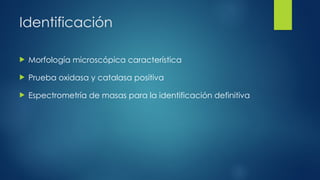 Identificación
 Morfología microscópica característica
 Prueba oxidasa y catalasa positiva
 Espectrometría de masas para la identificación definitiva
 