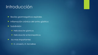 Introducción
 Bacilos gramnegativos espirales
 Inflamación crónica del antro gástrico
 Subdivisión
 Helicobacter gástricos
 Helicobacter enterohepáticos
 los mas importantes
 H. cinaedi y H. fennelliae
 