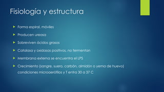 Fisiología y estructura
 Forma espiral, móviles
 Producen ureasa
 Sobreviven ácidos grasos
 Catalasa y oxidasas positivos, no fermentan
 Membrana externa se encuentra el LPS
 Crecimiento (sangre, suero, carbón, almidón o yema de huevo)
condiciones microaerófilos y T entra 30 a 37 C
 
