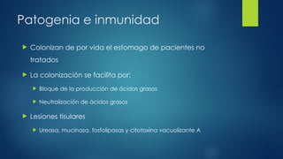 Patogenia e inmunidad
 Colonizan de por vida el estomago de pacientes no
tratados
 La colonización se facilita por:
 Bloque de la producción de ácidos grasos
 Neutralización de ácidos grasos
 Lesiones tisulares
 Ureasa, mucinasa, fosfolipasas y citotoxina vacuolizante A
 