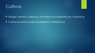 Cultivos
 Sangre, hemina, carbono, atmosfera microaerófila por 2 semanas
 Cultivo se reserva para sensibilidad a antibióticos
 