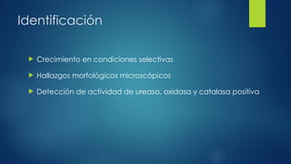 Identificación
 Crecimiento en condiciones selectivas
 Hallazgos morfológicos microscópicos
 Detección de actividad de ureasa, oxidasa y catalasa positiva
 