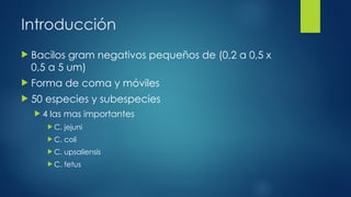 Introducción
 Bacilos gram negativos pequeños de (0,2 a 0,5 x
0,5 a 5 um)
 Forma de coma y móviles
 50 especies y subespecies
 4 las mas importantes
 C. jejuni
 C. coli
 C. upsaliensis
 C. fetus
 