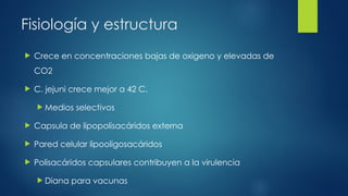 Fisiología y estructura
 Crece en concentraciones bajas de oxigeno y elevadas de
CO2
 C. jejuni crece mejor a 42 C.
 Medios selectivos
 Capsula de lipopolisacáridos externa
 Pared celular lipooligosacáridos
 Polisacáridos capsulares contribuyen a la virulencia
 Diana para vacunas
 