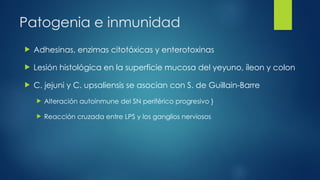 Patogenia e inmunidad
 Adhesinas, enzimas citotóxicas y enterotoxinas
 Lesión histológica en la superficie mucosa del yeyuno, íleon y colon
 C. jejuni y C. upsaliensis se asocian con S. de Guillain-Barre
 Alteración autoinmune del SN periférico progresivo }
 Reacción cruzada entre LPS y los ganglios nerviosos
 