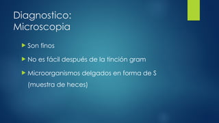 Diagnostico:
Microscopia
 Son finos
 No es fácil después de la tinción gram
 Microorganismos delgados en forma de S
(muestra de heces)
 