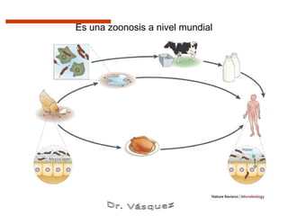 Es una zoonosis a nivel mundial
 