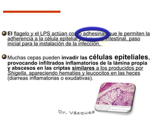 El flagelo y el LPS actúan como adhesinas que le permiten la
adherencia a la célula epitelial y al mucus intestinal, paso
inicial para la instalación de la infección. *

Muchas cepas pueden invadir las células epiteliales,
provocando infiltrados inflamatorios de la lámina propia
y abscesos en las criptas similares a los producidos por
Shigella, apareciendo hematíes y leucocitos en las heces
(diarreas inflamatorias o exudativas).
 