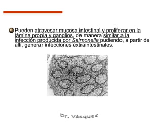 Pueden atravesar mucosa intestinal y proliferar en la
lámina propia y ganglios, de manera similar a la
infección producida por Salmonella pudiendo, a partir de
allí, generar infecciones extraintestinales.
 