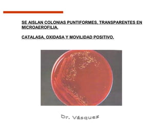 SE AISLAN COLONIAS PUNTIFORMES, TRANSPARENTES EN
MICROAEROFILIA.

CATALASA, OXIDASA Y MOVILIDAD POSITIVO.
 