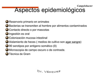 Campylobacter

    Aspectos epidemiológicos
Reservorio primario en animales
Bacterias se transmiten al hombre por alimentos contaminados
Contacto directo o por mascotas
Ingestión es oral
Colonización mucosa intestinal
Aislamiento de heces ( medios de cultivo son agar sangre)
90 serotipos por antigeno somático (0)
Microscopia de campo oscuro o de contraste.
Técnica de Gram
 