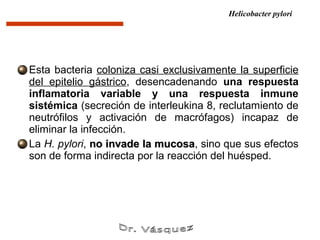 Helicobacter pylori




Esta bacteria coloniza casi exclusivamente la superficie
del epitelio gástrico, desencadenando una respuesta
inflamatoria variable y una respuesta inmune
sistémica (secreción de interleukina 8, reclutamiento de
neutrófilos y activación de macrófagos) incapaz de
eliminar la infección.
La H. pylori, no invade la mucosa, sino que sus efectos
                           mucosa
son de forma indirecta por la reacción del huésped.
 