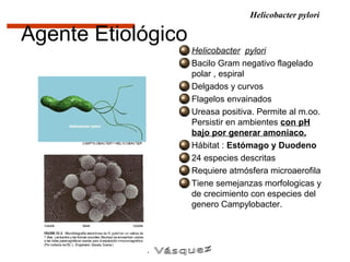 Helicobacter pylori

Agente Etiológico
                    Helicobacter pylori
                    Bacilo Gram negativo flagelado
                    polar , espiral
                    Delgados y curvos
                    Flagelos envainados
                    Ureasa positiva. Permite al m.oo.
                    Persistir en ambientes con pH
                    bajo por generar amoniaco.
                    Hábitat : Estómago y Duodeno
                    24 especies descritas
                    Requiere atmósfera microaerofila
                    Tiene semejanzas morfologicas y
                    de crecimiento con especies del
                    genero Campylobacter.
 