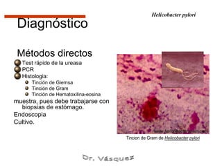 Helicobacter pylori

 Diagnóstico

 Métodos directos
  Test rápido de la ureasa
  PCR
  Histologia:
      Tinción de Giemsa
      Tinción de Gram
      Tinción de Hematoxilina-eosina
muestra, pues debe trabajarse con
  biopsias de estómago.
Endoscopia
Cultivo.

                                       Tincion de Gram de Helicobacter pylori
 