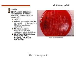 Helicobacter pylori

Cultivo
colonias son pequeñas
(alrededor de 1 mm de
diámetro), translúcidas, e
incoloras
    35-37 °C
    Entorno gaseoso( 5-10% de
    O2 , 5-10% CO2, 5-8% H2 , 80-
    90% N) a presión de
    200mmHg
    Medio no-selectivo
    enriquecido con agar
    nutriente y medio selectivo .
    PRUEBAS BIOQUIMICAS
    POSITIVAS PARA
    UREASA,OXIDASA Y                Cultivo de Helicobacter pylori
    CATALASA.
 